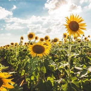 Meet your Posher, Ally